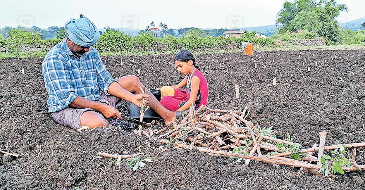 pulppally-framers-issue.jpg