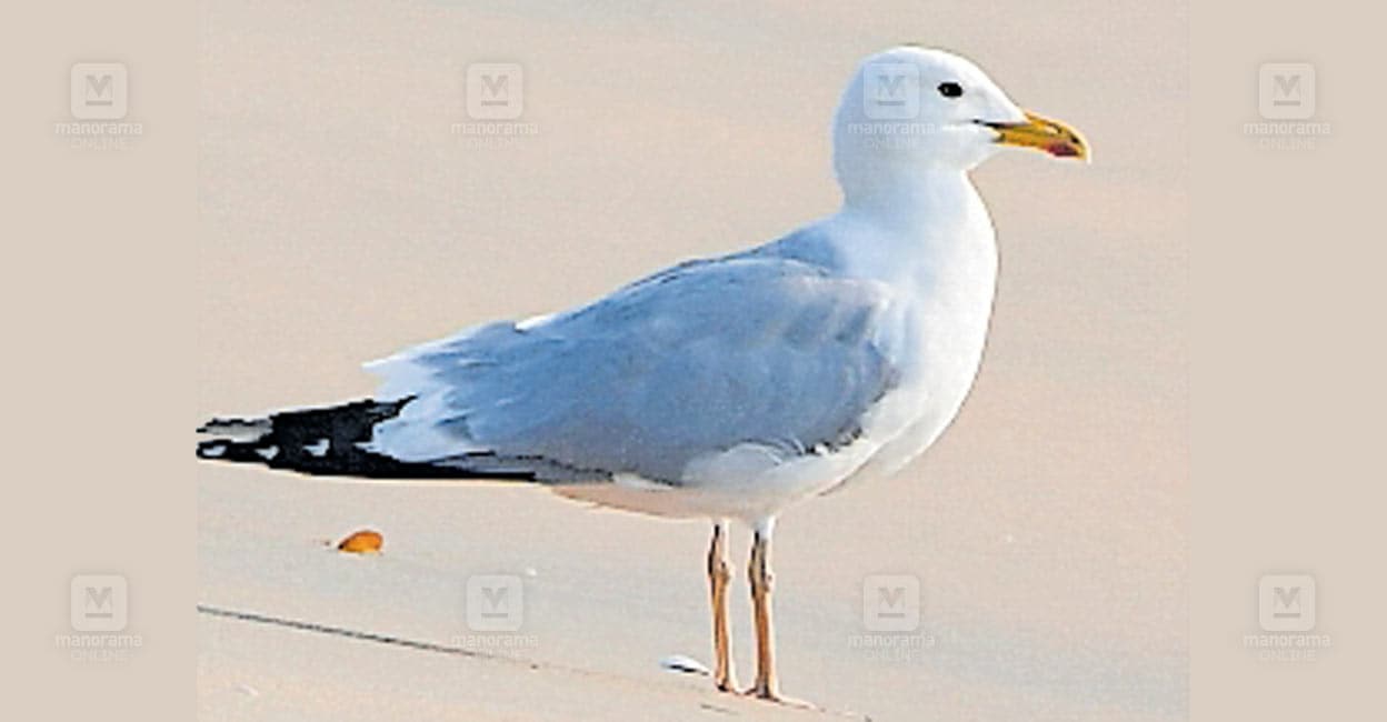 rare-caspian-gull.jpg