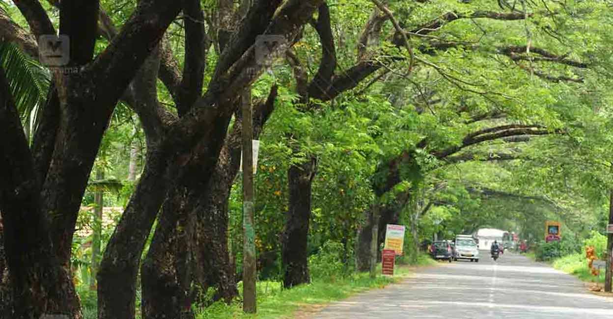 road-tree.jpg