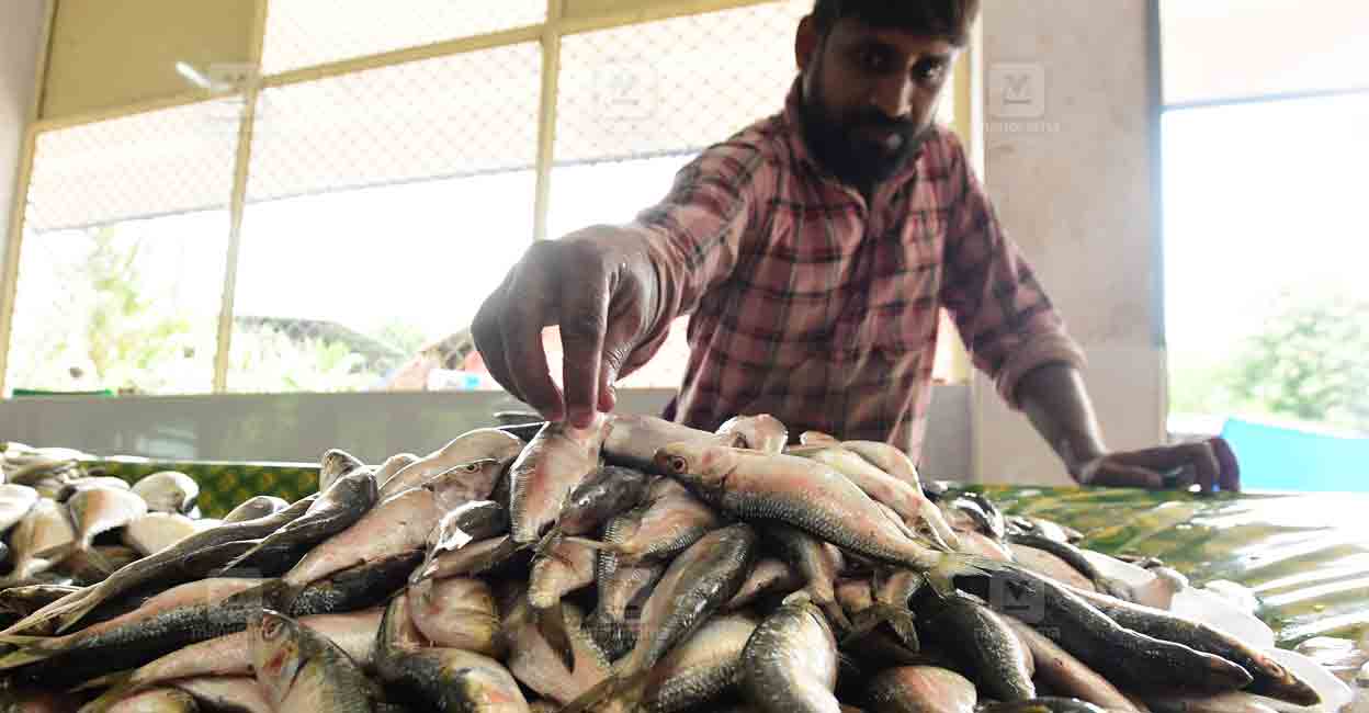 sardine-fish-2.jpg