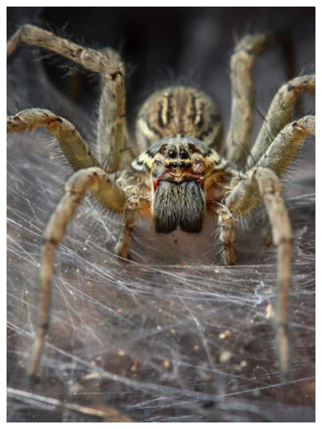 spider-1.jpg