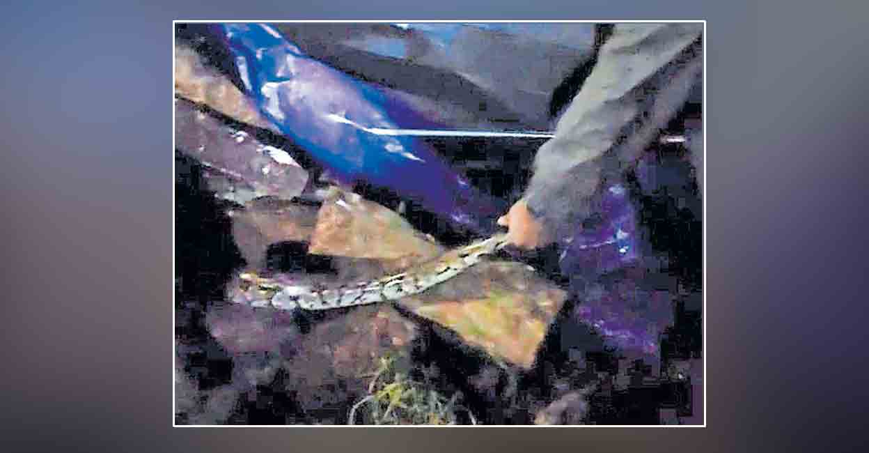 thalayolaparambu-python-1.jpg