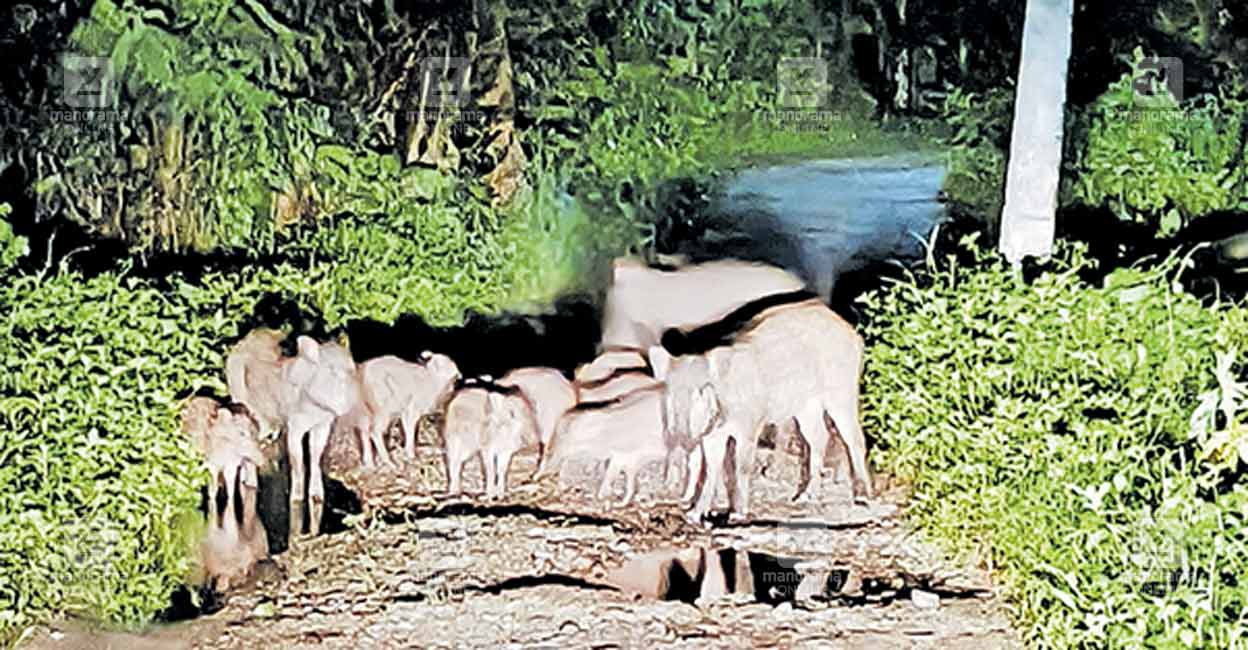 thiruvanathapuram-wild-boar.jpg