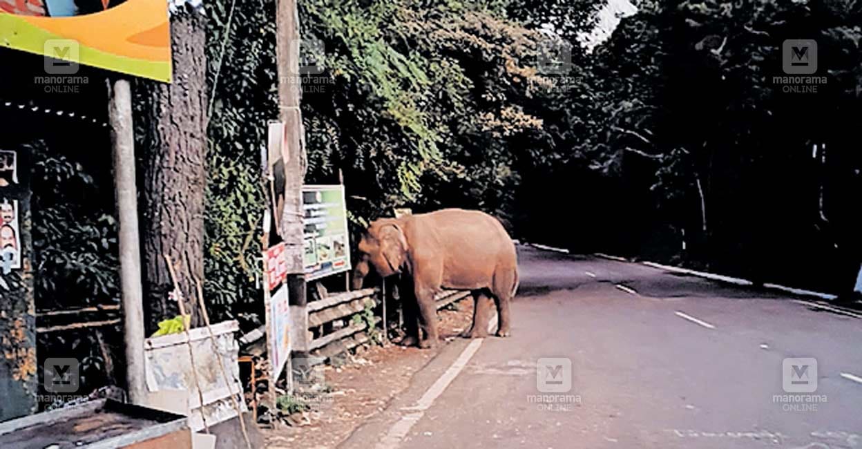 wayanad-elephant.jpg