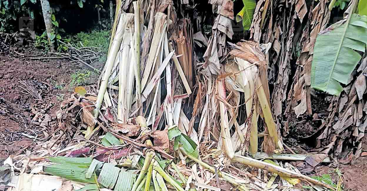 wayanad-mohanan-farming.jpg