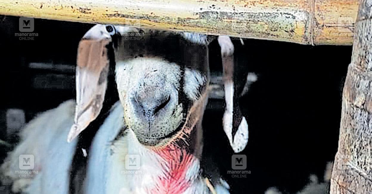 wayanad-tiger-attack.jpg
