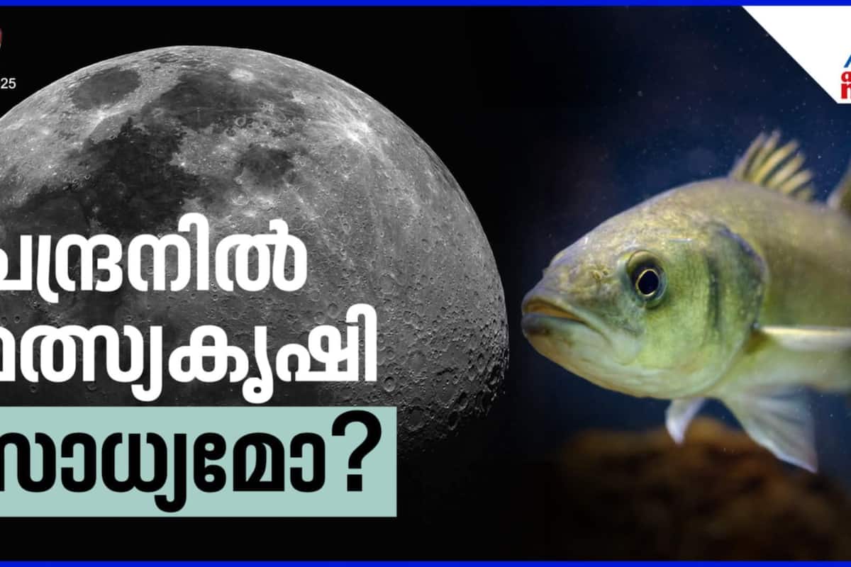 whatsapp-image-2025-05-19-at-11.04.02-pm_1200x800xt.jpeg