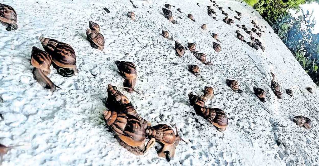 african-snail.jpg