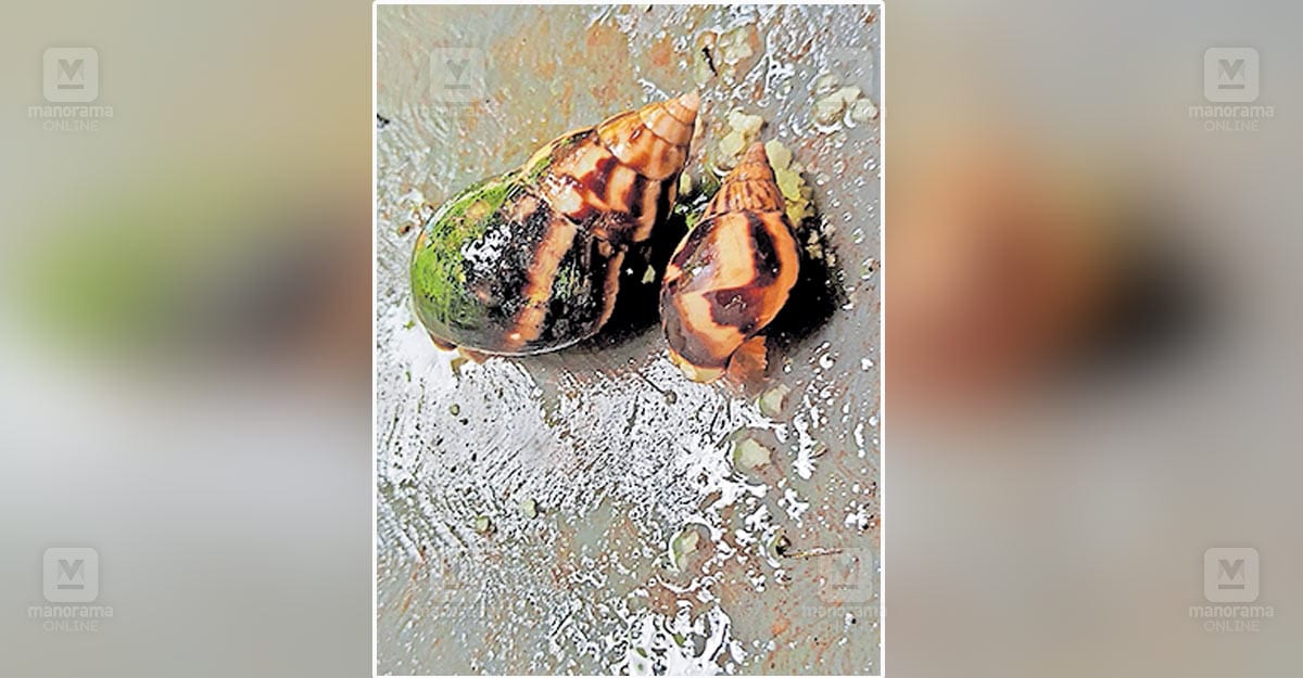 african-snail-infestation-mayyil-chakkarakkal.jpg