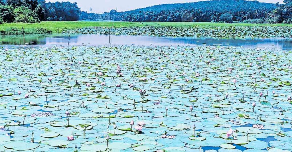 aluva-keezmadu-pond.jpg