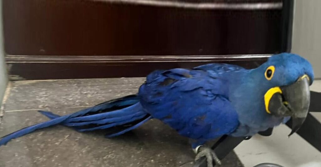 bird-sciezed-in-nedumbassery-airport.jpg