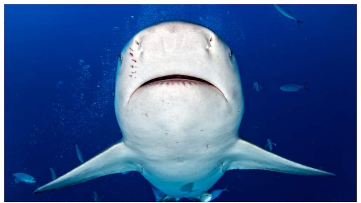 bull-shark-1749298011642_1200x675xt.jpg
