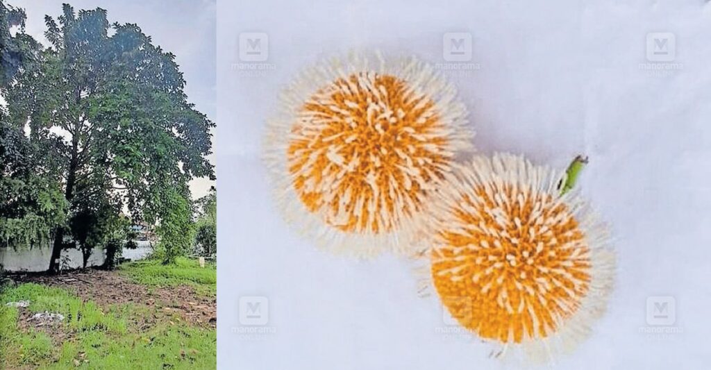 cadamba-flower-vaikom-temple-1.jpg