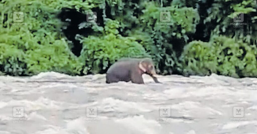 chalakudy-river-elephant-1.jpg