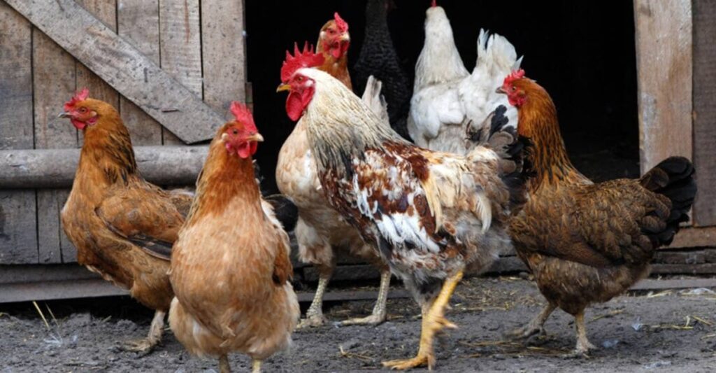 chicken-bird-flu.jpg