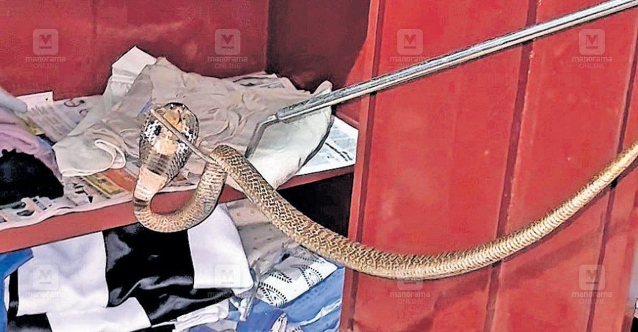cobra-found-cupboard-chakkarakkal-1.jpg