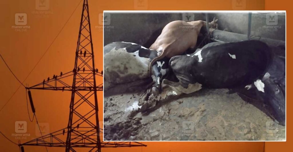 cow-electric-shok-death.jpg