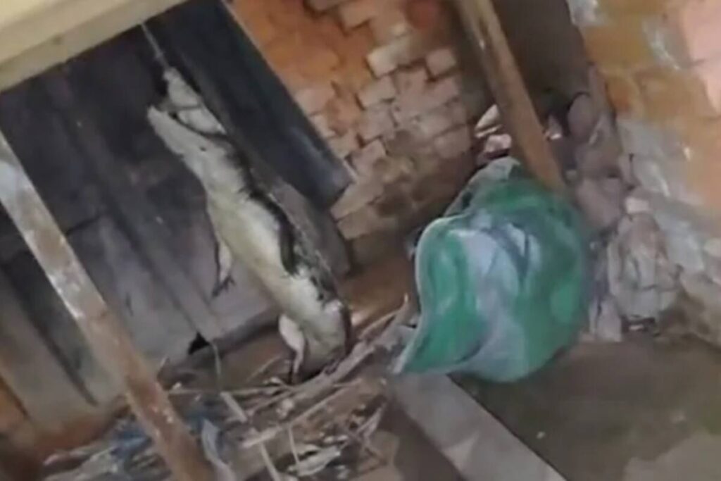 crocodile-enters-up-home-villagers-tie-it-up_1200x800xt.jpg