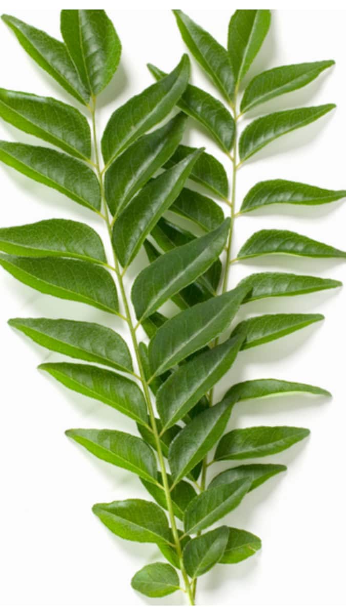 curry-leaves-7-1749382210790_675x1200xt.jpg
