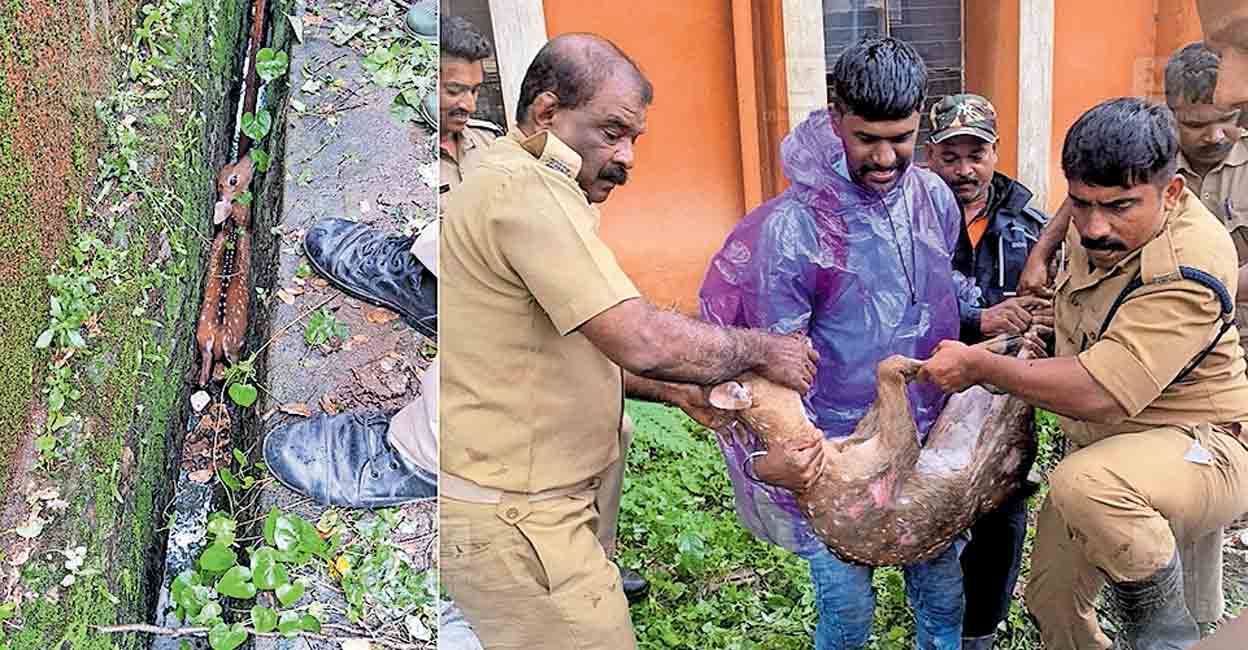 deer-rescue-.jpg