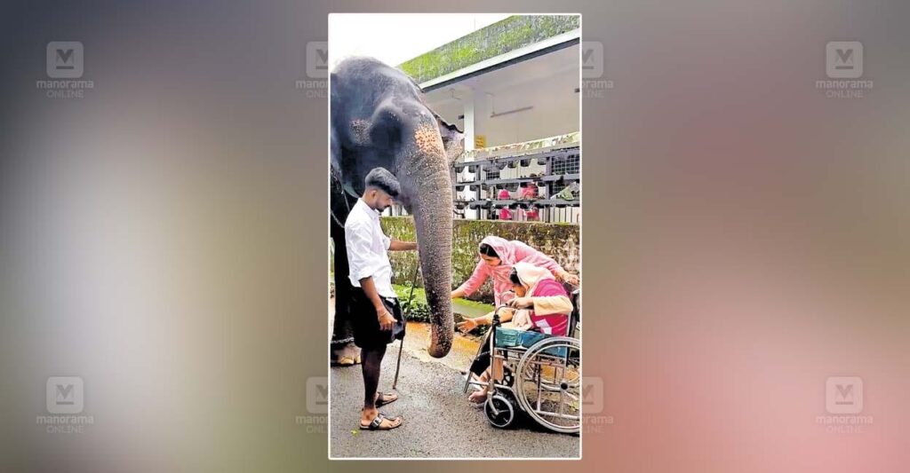 elephant-.jpg