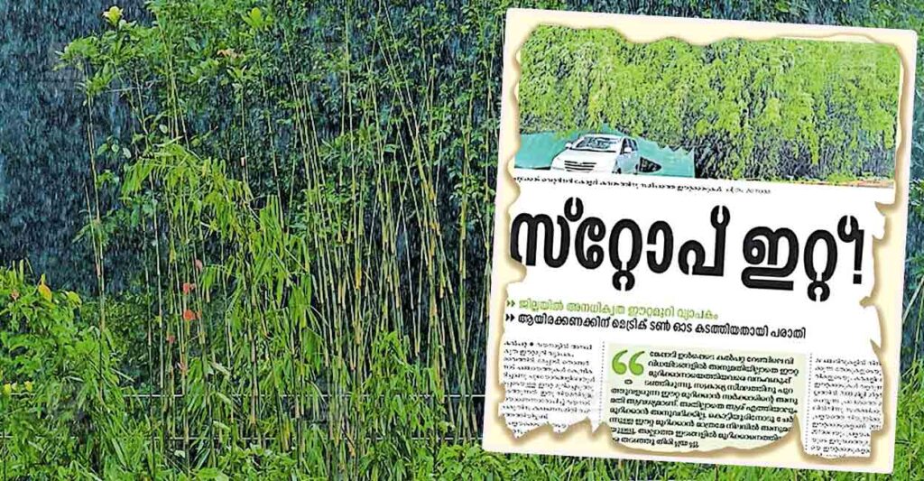 forest-tree-cuting.jpg