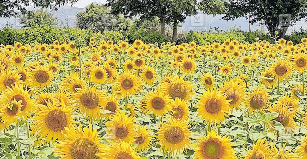 gundlupet-sunflower-fields-1.jpg