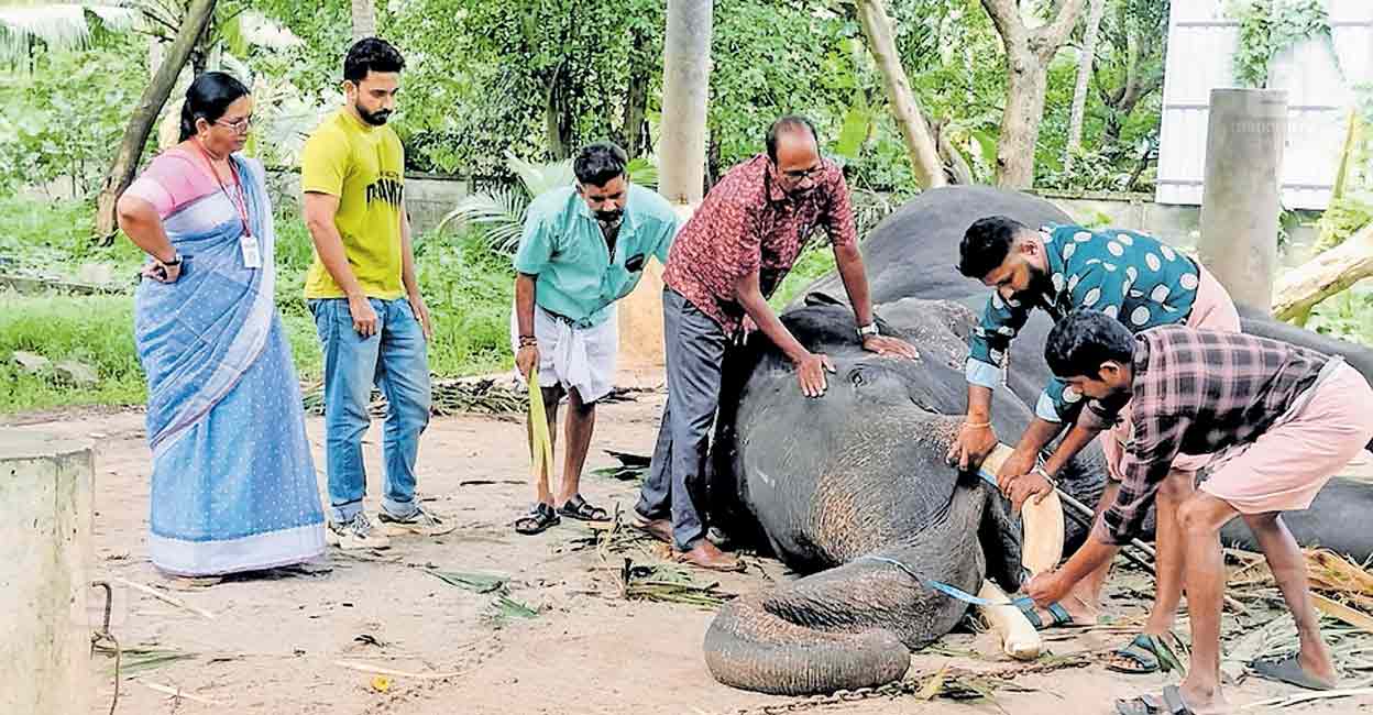guruvayur-elephant-horn-cutting-1.jpg
