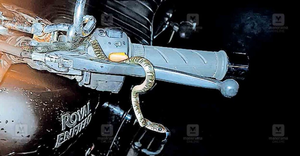 idukki-snake.jpg
