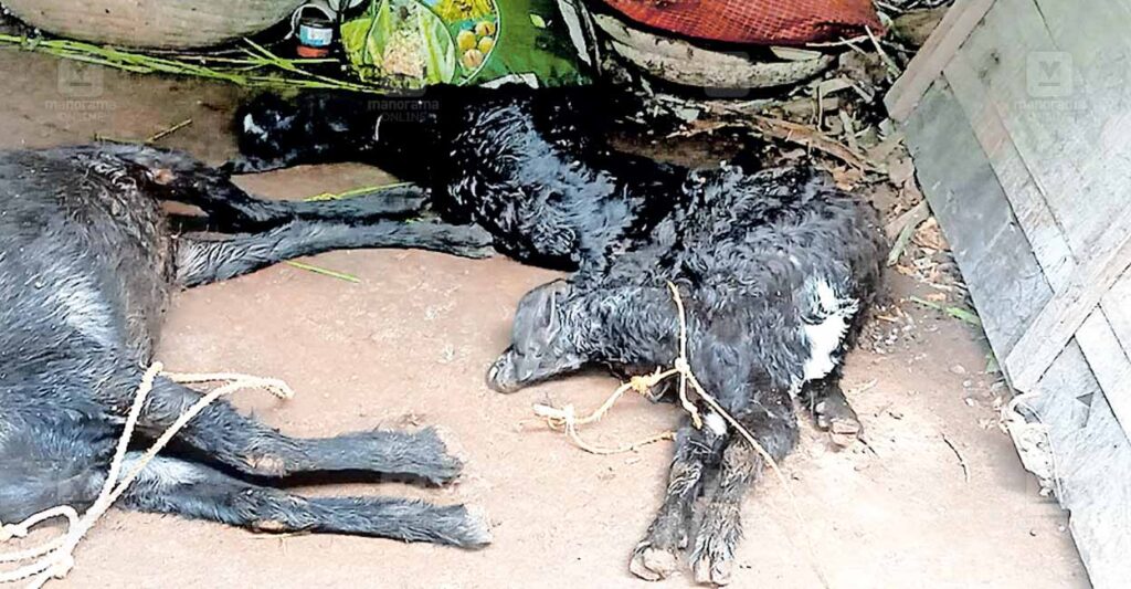 kallara-stray-dog-kill-goat.jpg