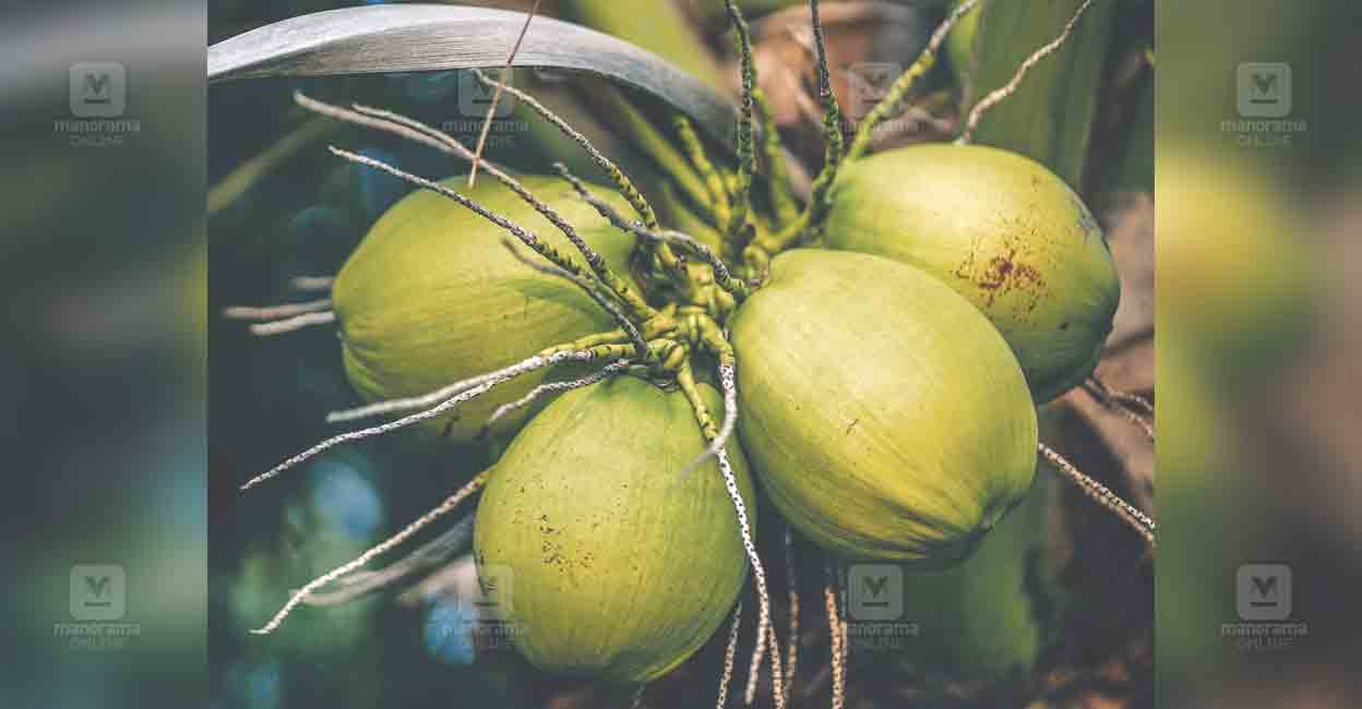 kannur-coconut.jpg