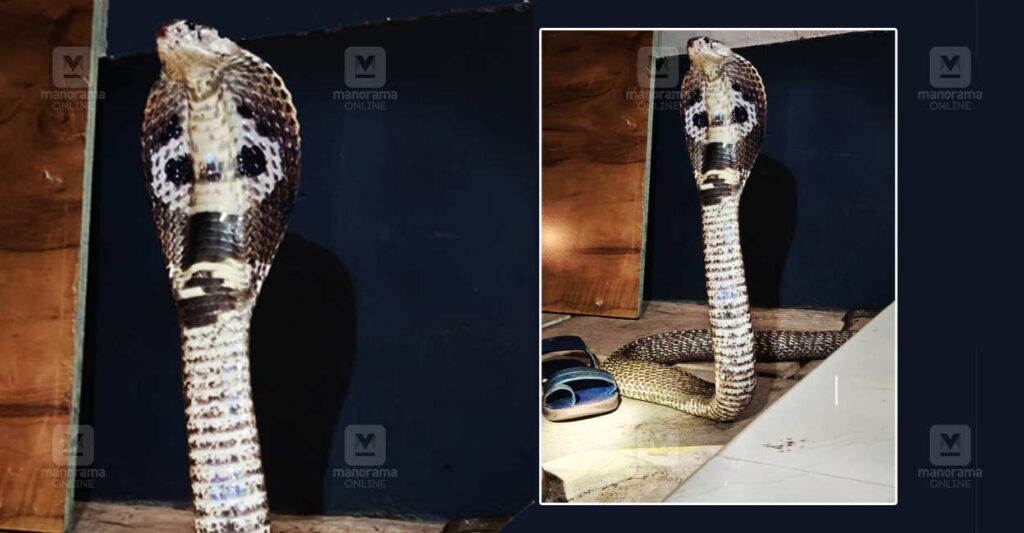 kannur-king-cobra.jpg