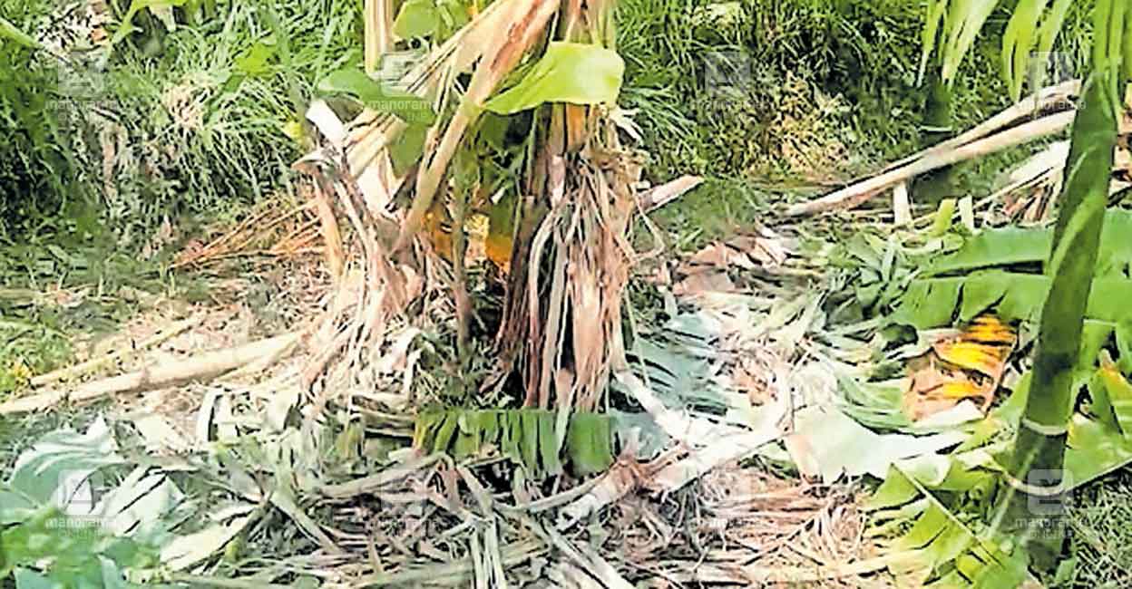 karshanad-elephant-crop-damage.jpg