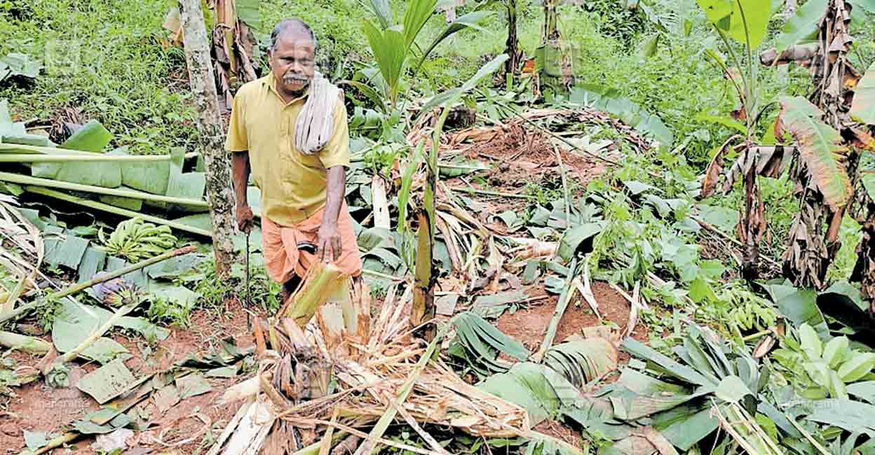 kasargod-elephant-attack.jpg