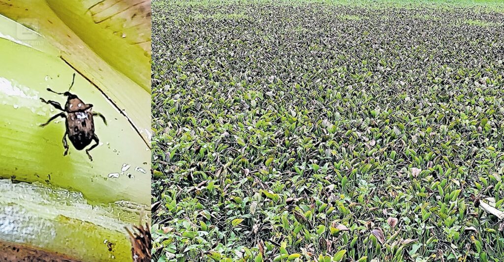 kerala-eco-friendly-weed-control.jpg
