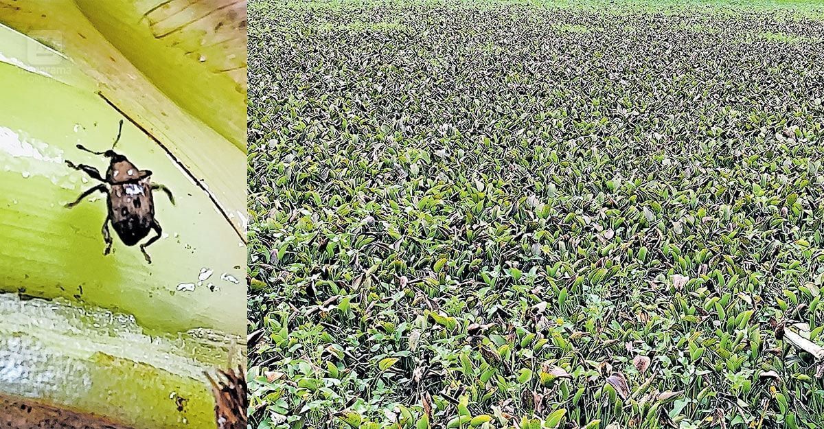 kerala-eco-friendly-weed-control.jpg