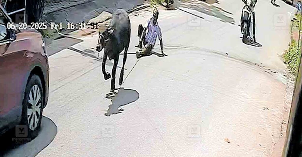 kollam-bufello.jpg