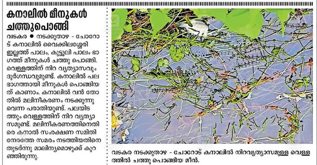 kozhikode-fish-death-incident-in-canal-manorama-news.jpg