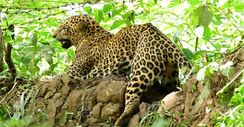 leopard-local-news.jpg