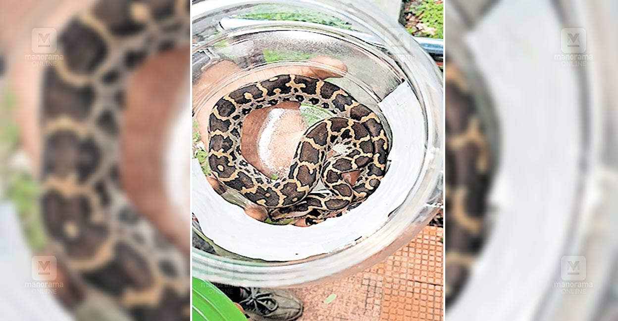 malappuram-snake.jpg