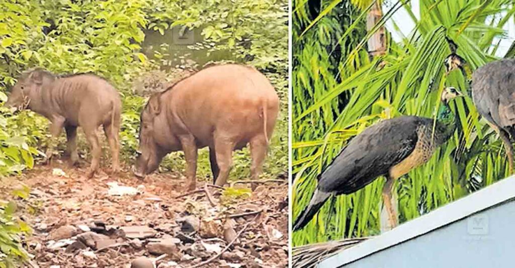 malappuram-wild-boars.jpg