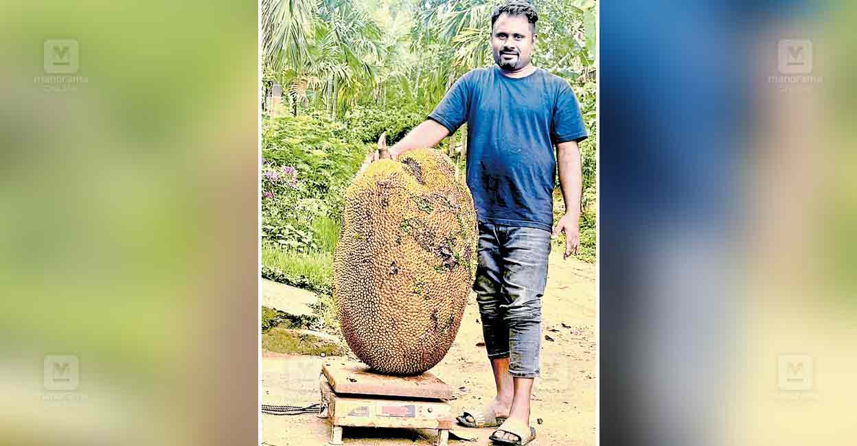 meenagady-jackfriut.jpg