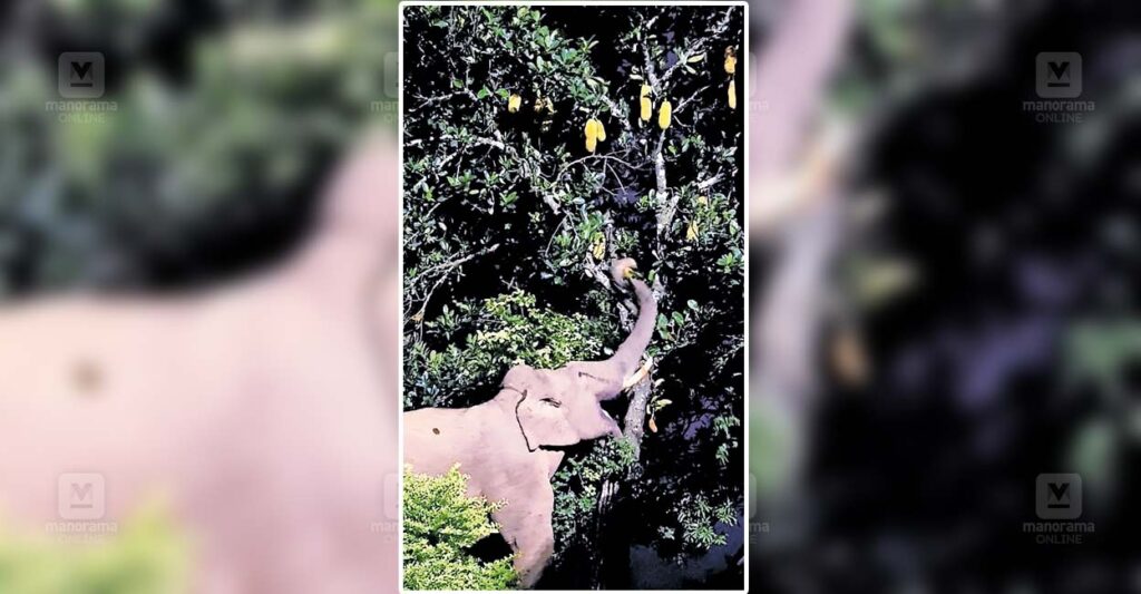 nelliampathy-wild-elephant.jpg