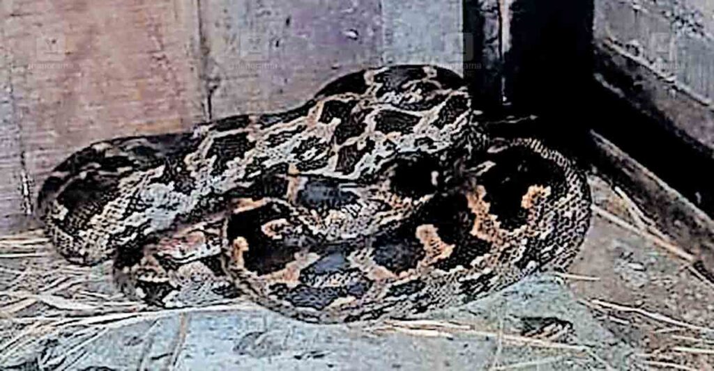 palakkad-python.jpg
