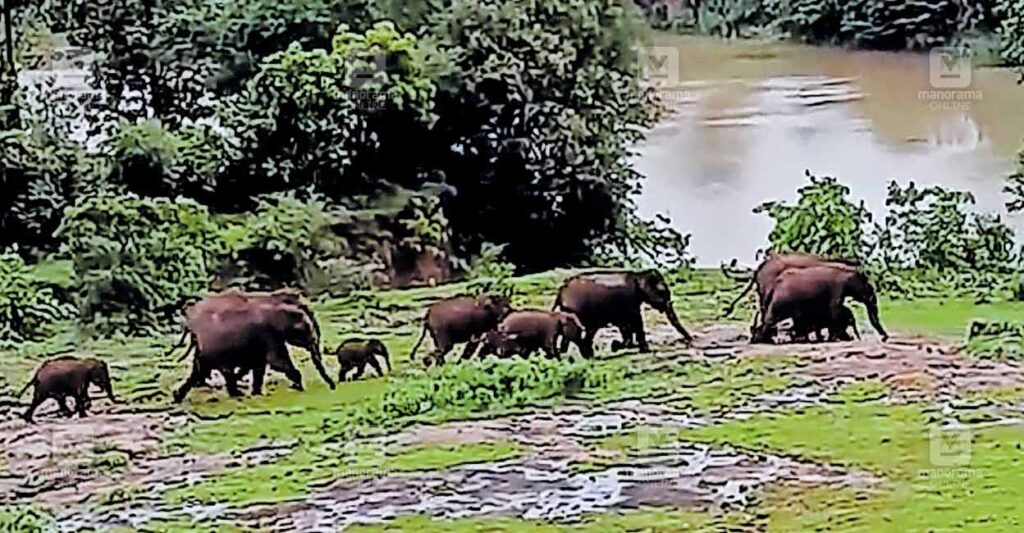 palakkad-wild-elephant.jpg