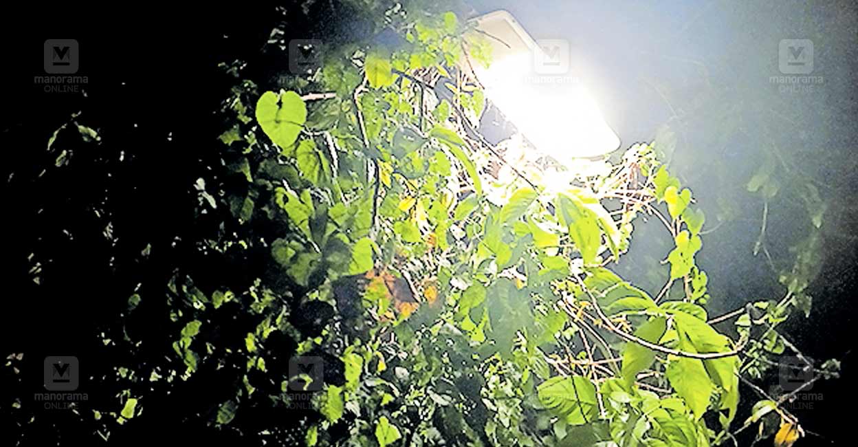 parayankeri-solar-light.jpg