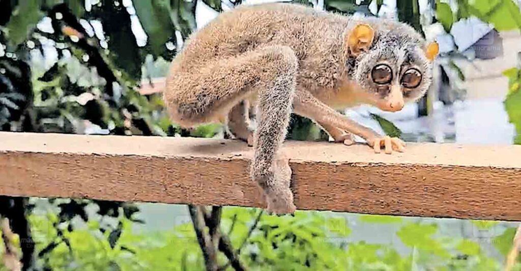 pathanamthitta-slender-loris.jpg