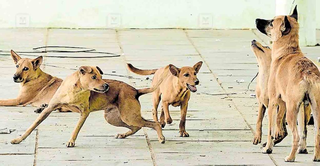 pathanamthitta-stray-dogs.jpg