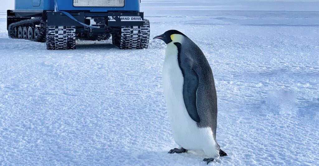 penguin.jpg