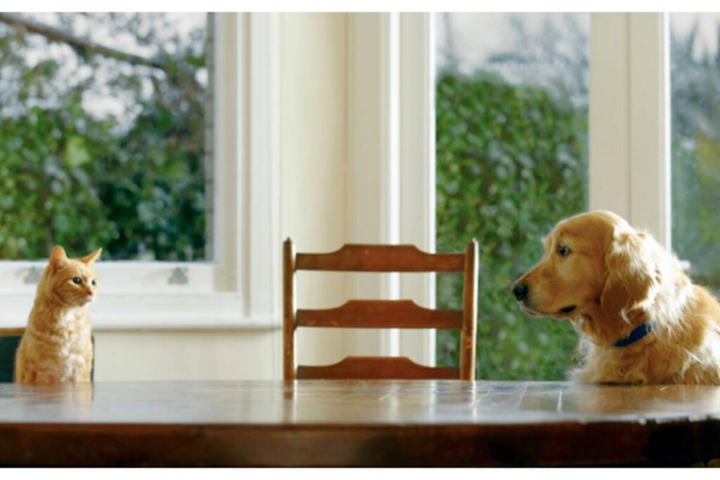 pets_1200x800xt.jpg